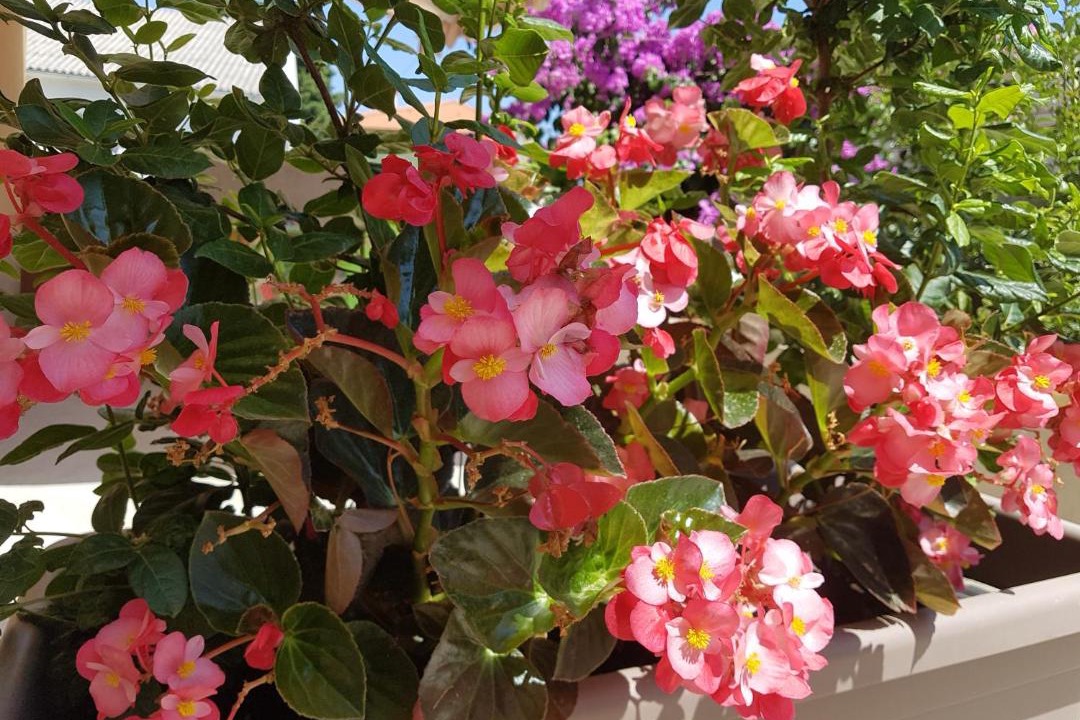 Photo of Patio Balcony in Nerezine