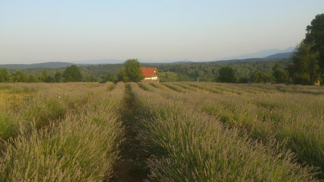 Photo of Others in Rakovica