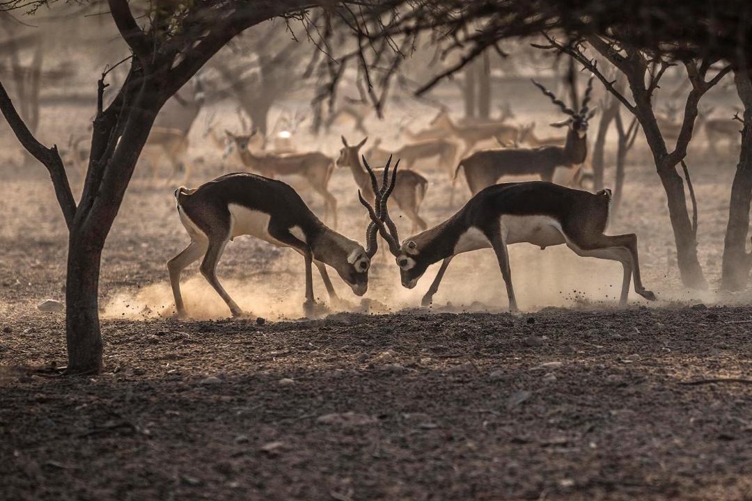 Photo of Others in Sir Bani Yas Island