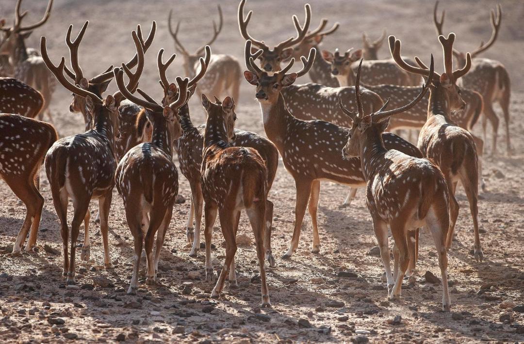 Photo of Others in Sir Bani Yas Island