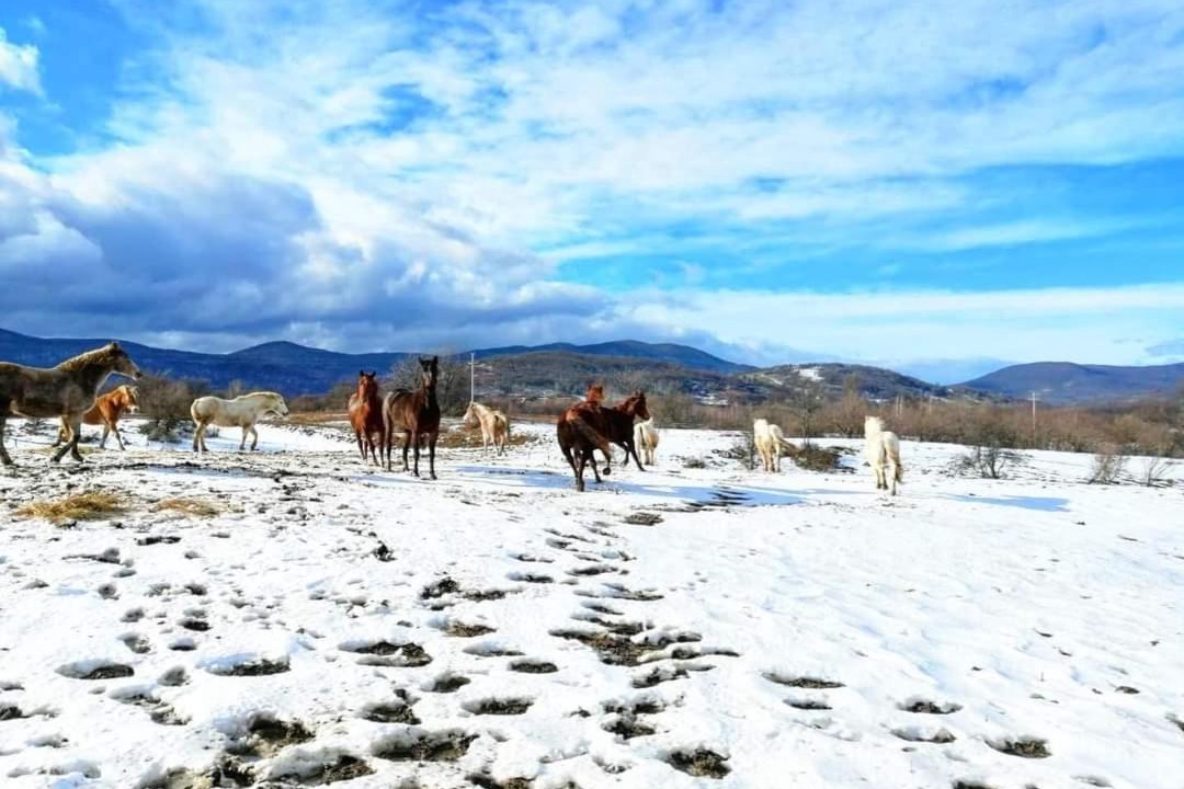 Photo of Others in Irinovac