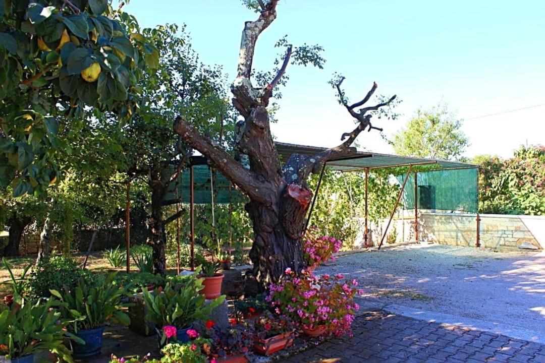 Photo of Others in Vrvari
