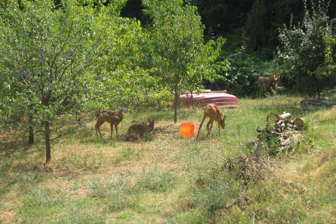 Photo of Others in Lovran