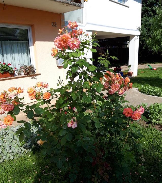 Photo of Others in Lipovaca Dreznicka
