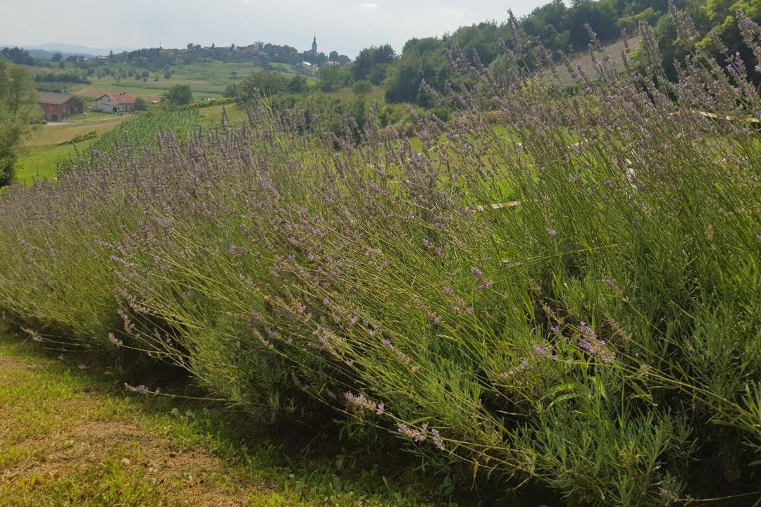 Photo of Others in Radoboj