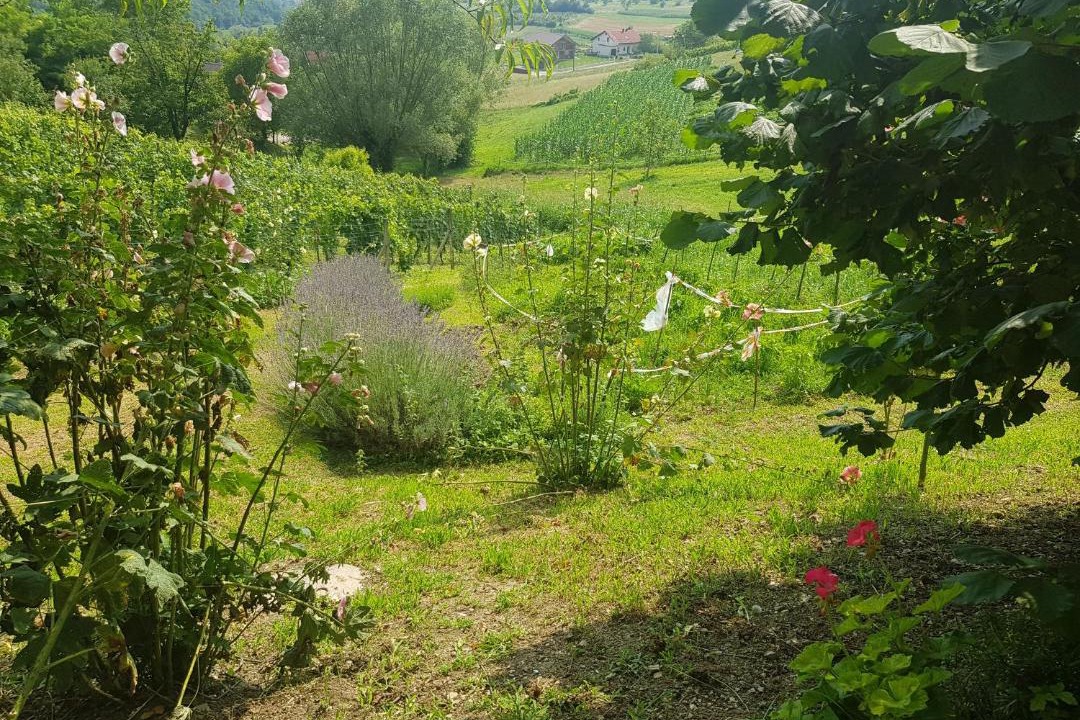 Photo of Others in Radoboj