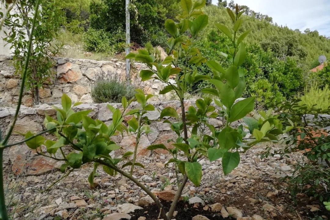 Photo of Others in Mljet