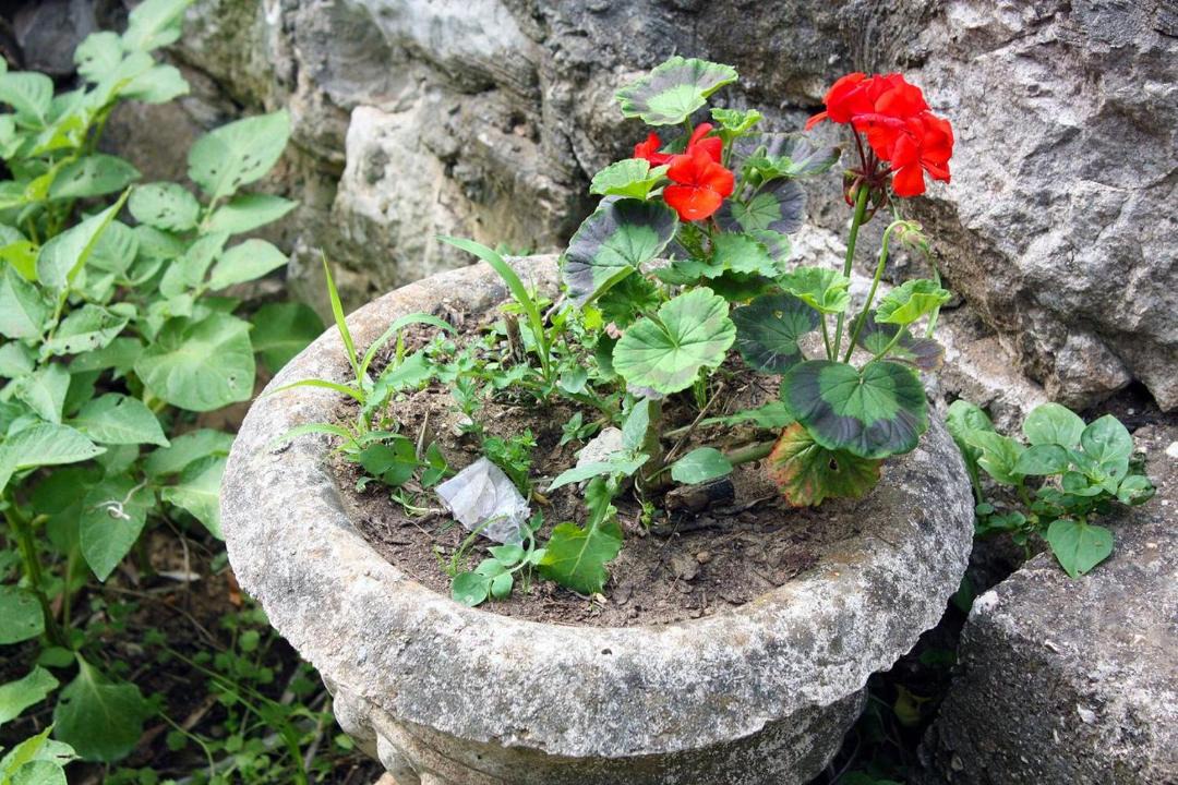 Photo of Others in Prozurska Luka