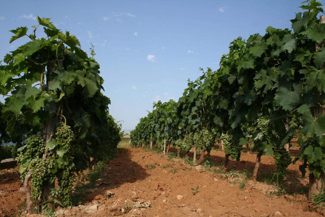 Photo of Others in Praznica