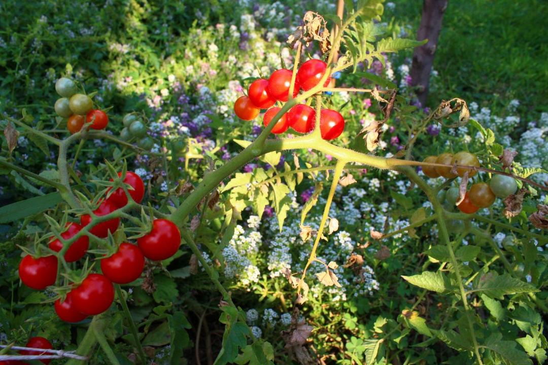 Photo of Outdoor in Kastel Stari