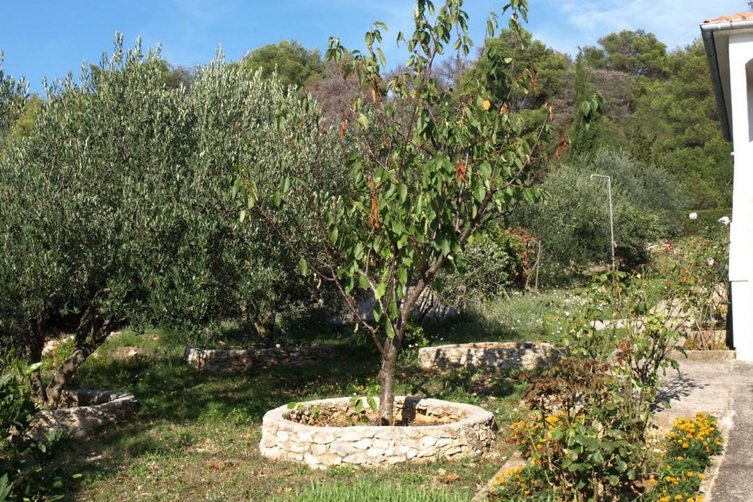 Photo of Others in Molat