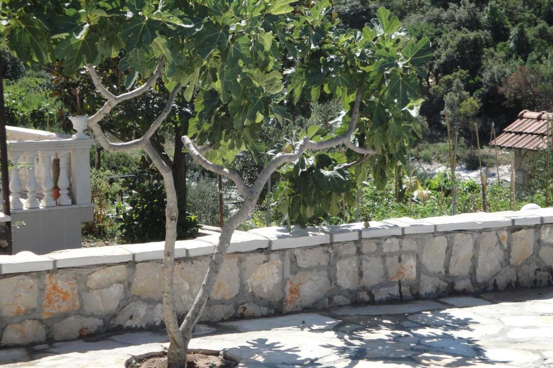 Photo of Others in Neum
