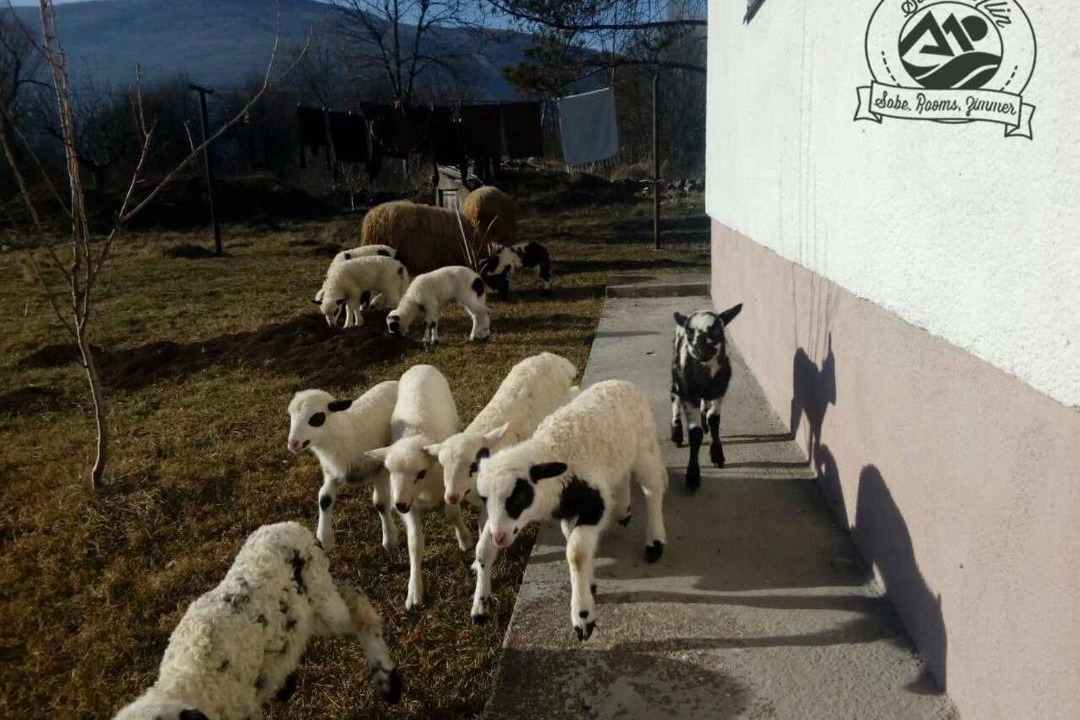 Photo of Others in Korenica
