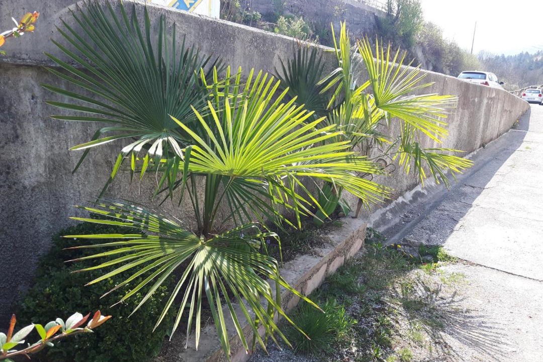 Photo of Others in Pasjak