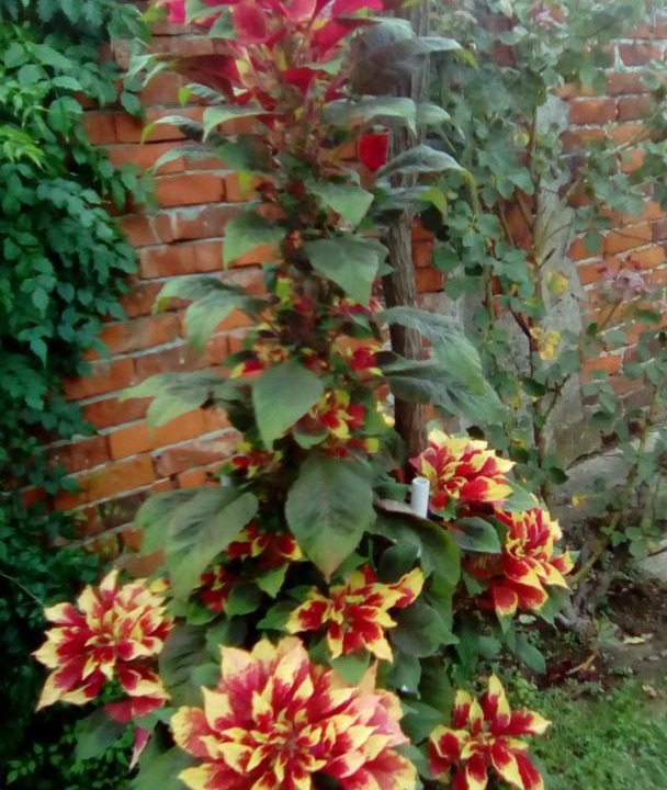 Photo of Others in Dakovo