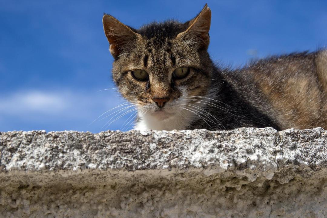 Photo of Others in Susak