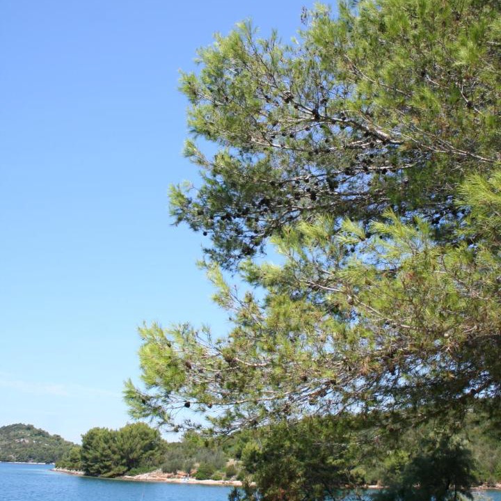 Photo of Others in Luka