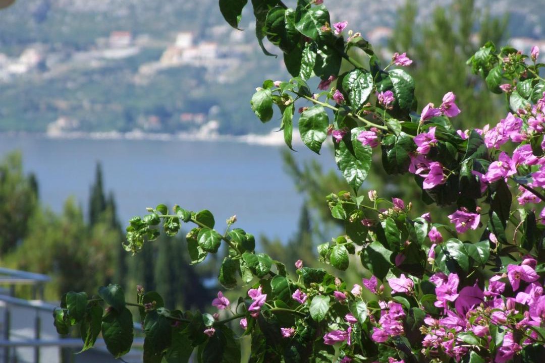Photo of Others in Cavtat