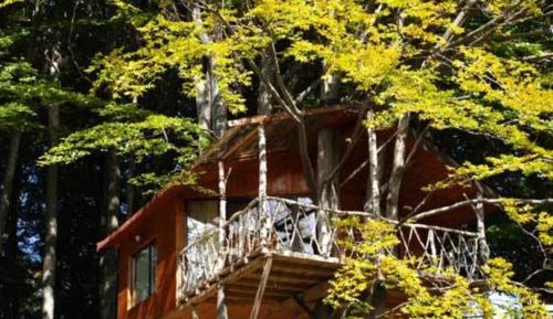 Tree House