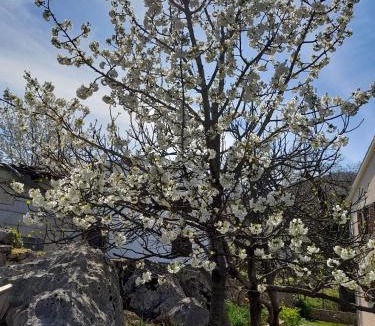 Opric Apartment | Villa Marija