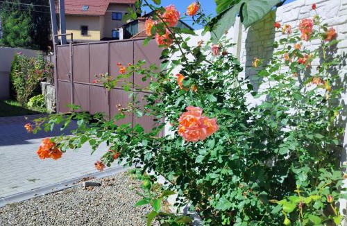 Sacele House | Casa Opal