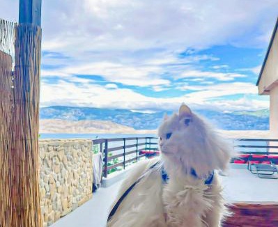 Bosana Apartment | Mila's Pet Friendly Holiday House Heated Huge Terrace BBQ