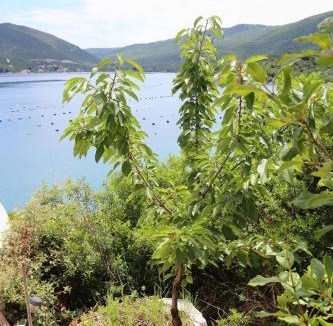 Putnikovic Apartment | Apartments by the sea Kabli, Peljesac - 10221