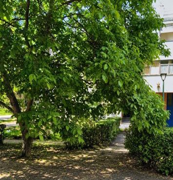 Green view apartman Pančevo in Pančevo