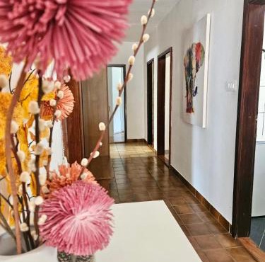 Apartmani Anna